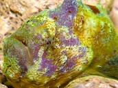 Antennatus tuberosus 3-4 cm