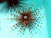 Echinothrix calamaris <4 cm